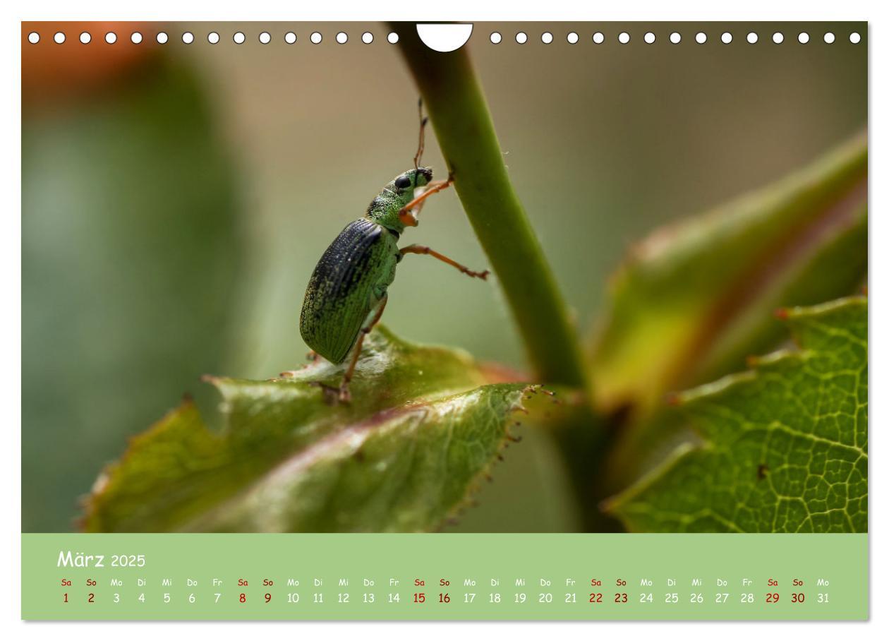 Bild: 9783435089192 | Insekten - Kleine Wunder (Wandkalender 2025 DIN A4 quer), CALVENDO...