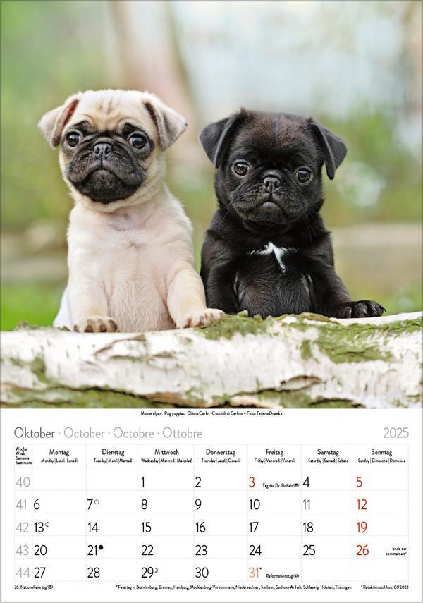 Bild: 9783731876175 | Hunde 2025 | Wandkalender mit Fotos von Hunden. Format 23,5 x 33,5 cm.