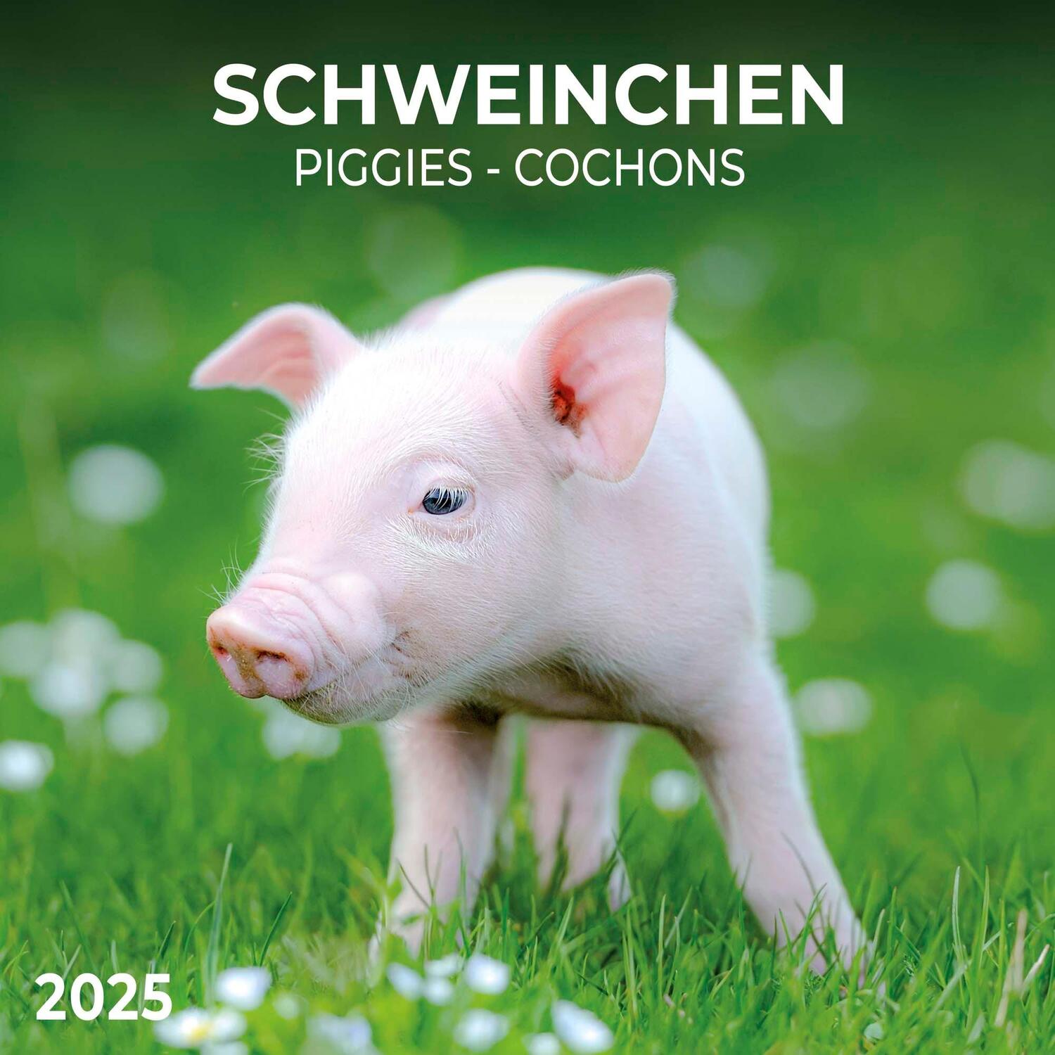 Cover: 9783959294515 | Piggies/Schweinchen 2025 | Kalender 2025 | Kalender | Artwork Edition