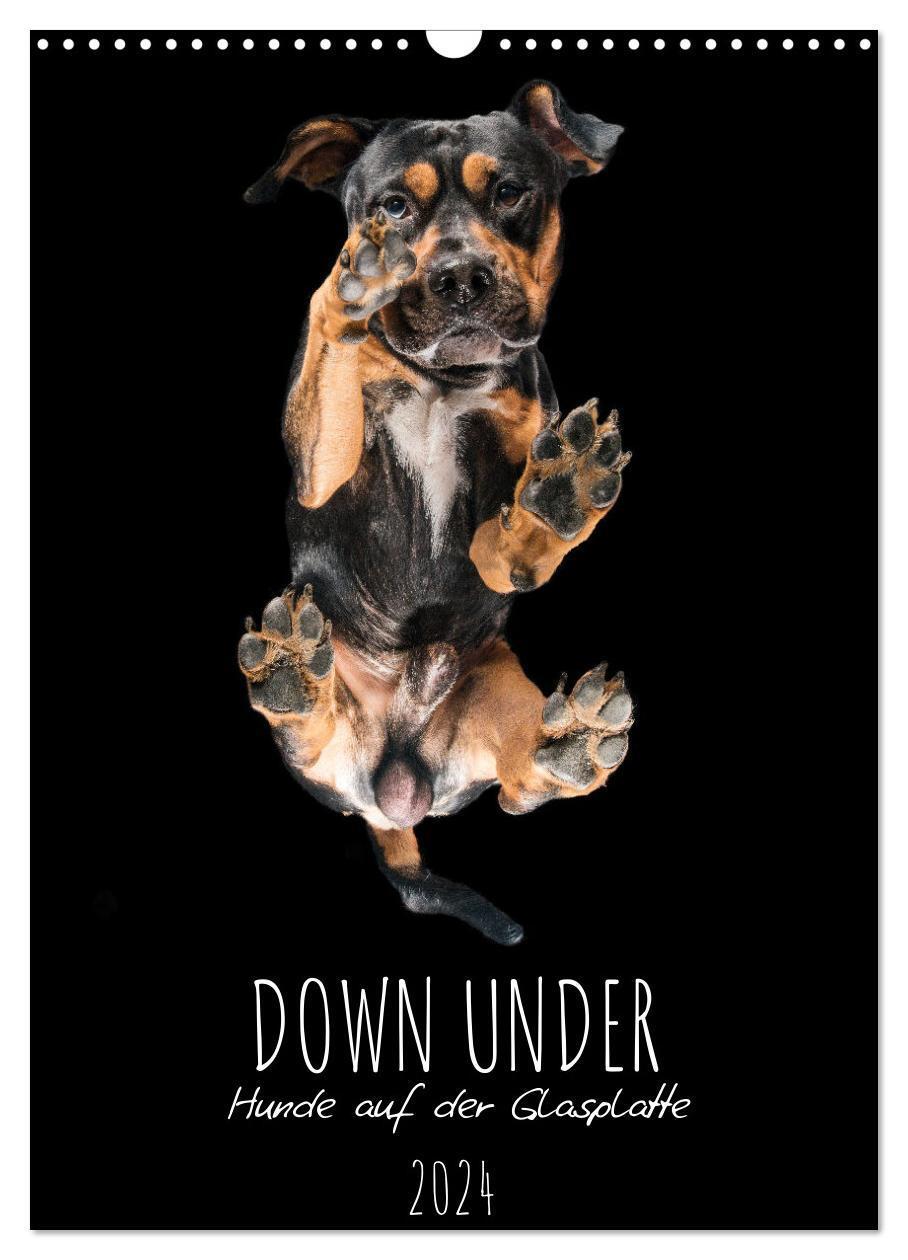 Cover: 9783675791732 | Down Under - Hunde auf der Glasplatte (Wandkalender 2024 DIN A3...