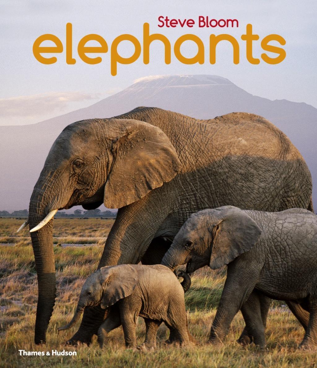 Cover: 9780500650554 | Elephants | A Book for Children | Steve Bloom | Taschenbuch | Englisch