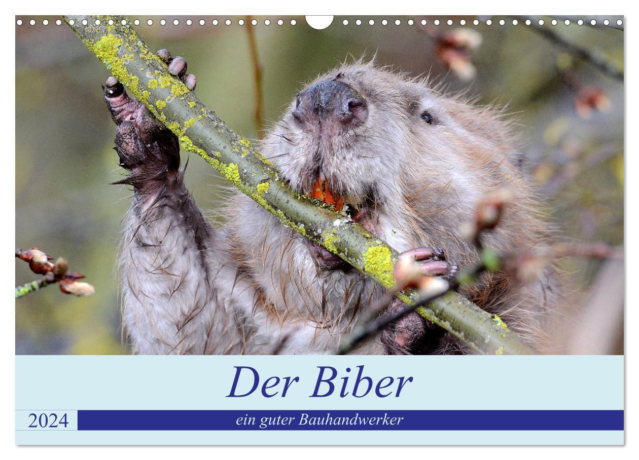 Cover: 9783675447066 | Der Biber, ein guter Bauhandwerker (Wandkalender 2024 DIN A3 quer),...