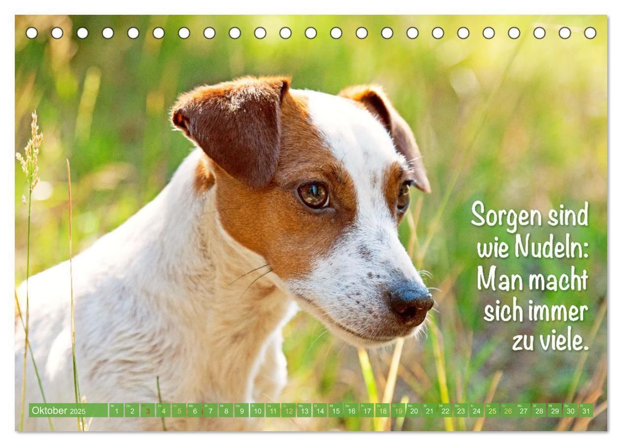 Bild: 9783457199855 | Jack Russell Terrier: flink und verspielt (Tischkalender 2025 DIN...