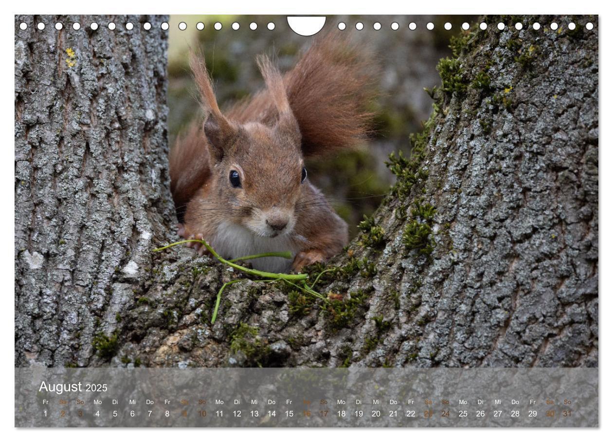 Bild: 9783457177471 | Bezaubernde Eichhörnchen (Wandkalender 2025 DIN A4 quer), CALVENDO...