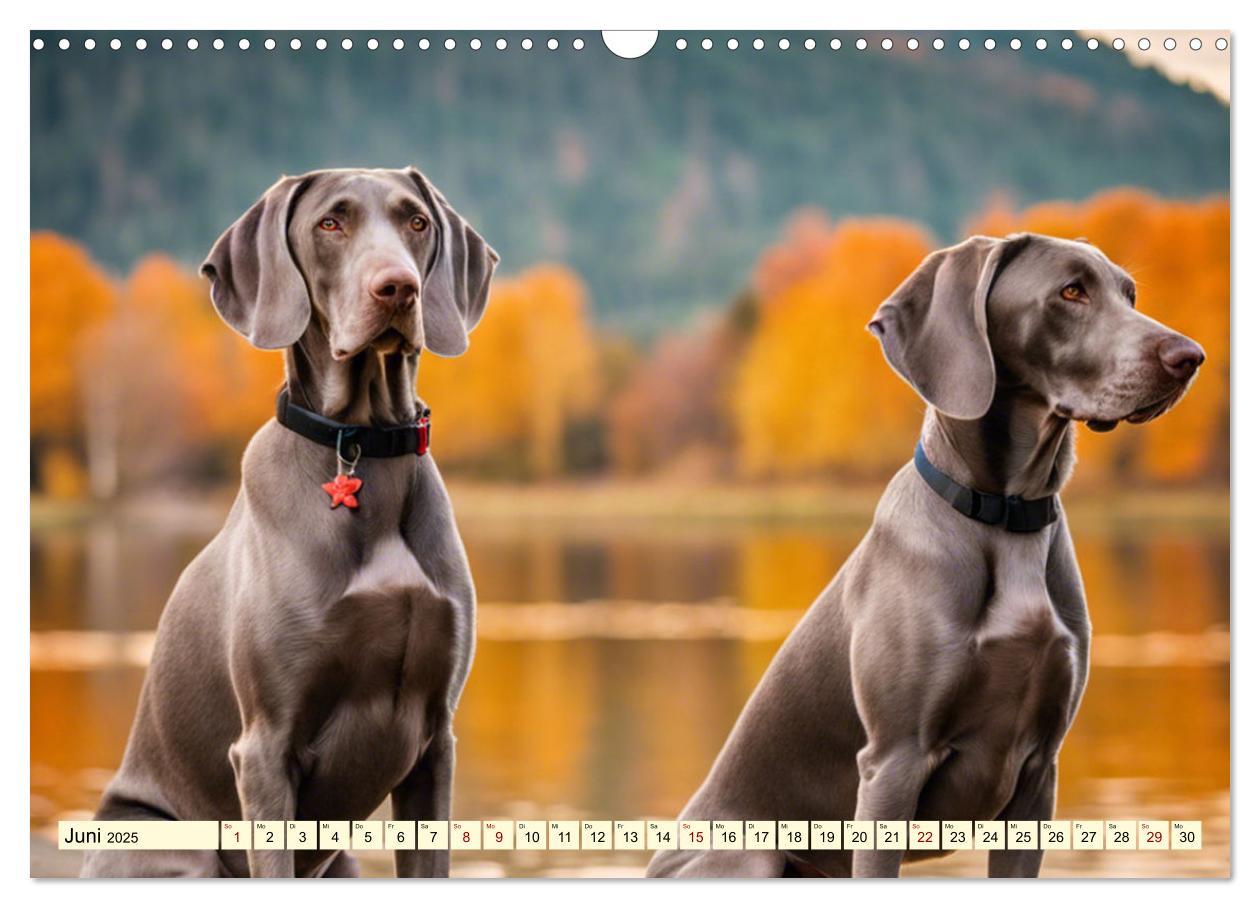 Bild: 9783435979288 | Weimaraner - der ideale Jagdbegleiter (Wandkalender 2025 DIN A3...