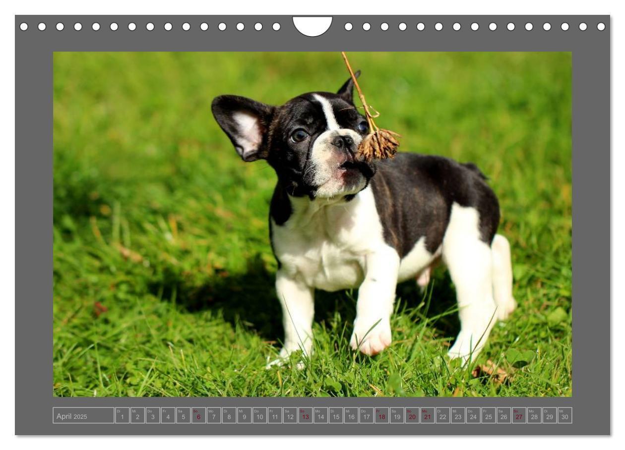 Bild: 9783435840908 | Französische Bulldoggen (Wandkalender 2025 DIN A4 quer), CALVENDO...