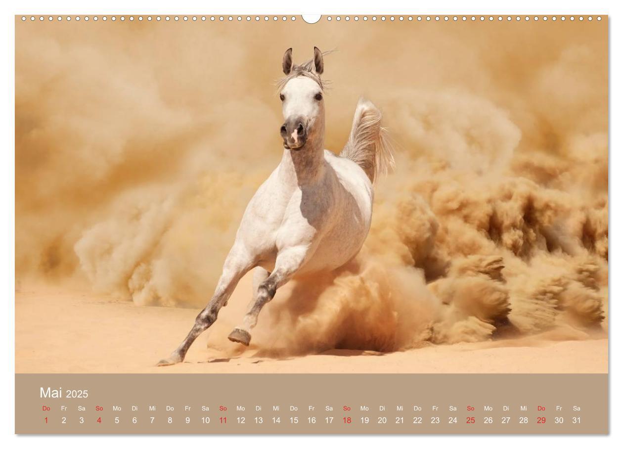 Bild: 9783435677948 | Pferde ¿ Araber im Wüstensand (hochwertiger Premium Wandkalender...