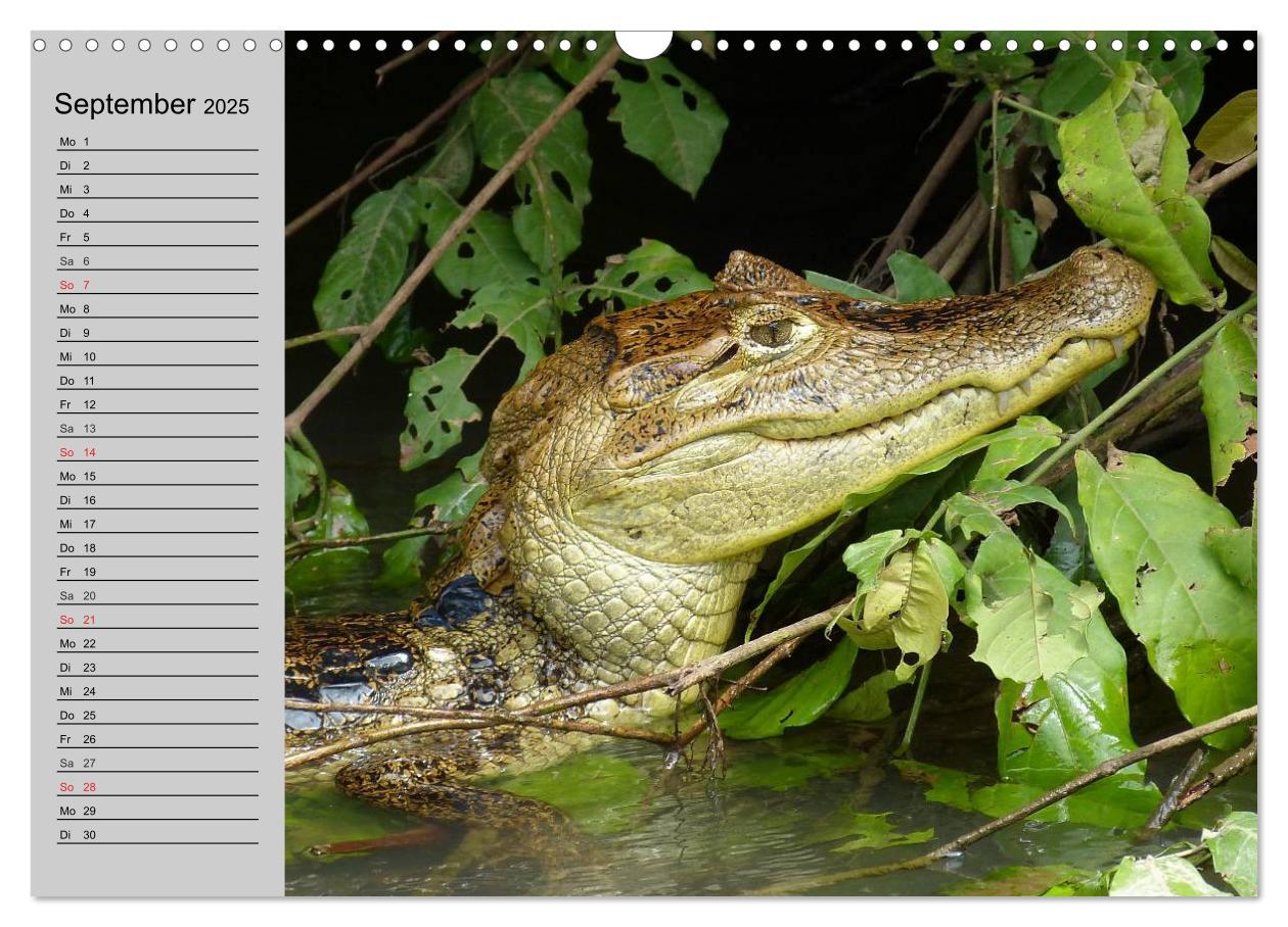 Bild: 9783435529261 | Kaltes Blut. Faszination Reptilien (Wandkalender 2025 DIN A3 quer),...