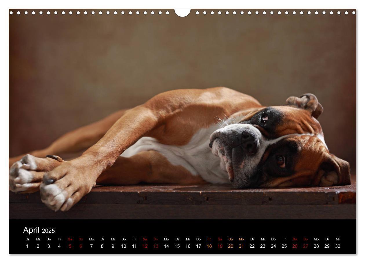 Bild: 9783435436255 | Liebenswerte Boxer (Wandkalender 2025 DIN A3 quer), CALVENDO...