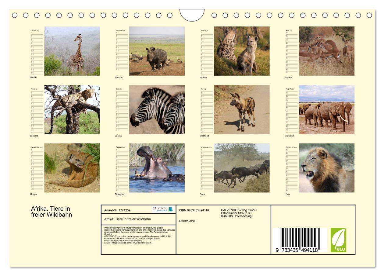 Bild: 9783435494118 | Afrika. Tiere in freier Wildbahn (Wandkalender 2025 DIN A4 quer),...