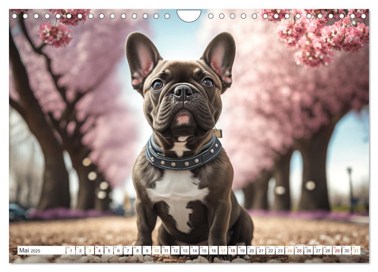 Bild: 9783383869181 | Französische Bulldoggen (Wandkalender 2025 DIN A4 quer), CALVENDO...