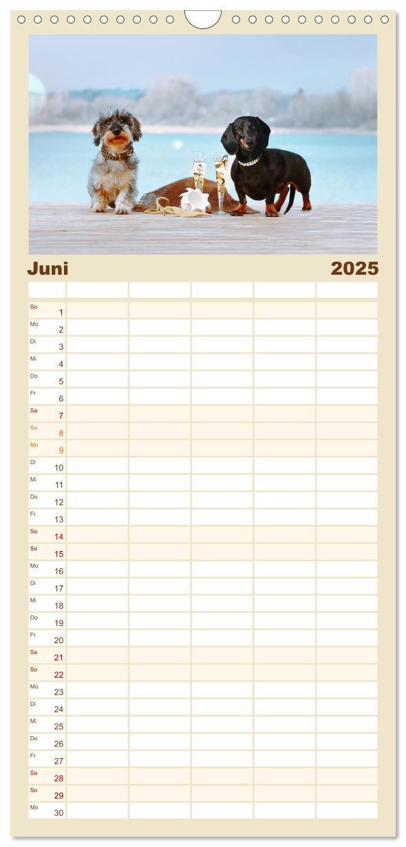 Bild: 9783457118122 | Familienplaner 2025 - Der Dackel mit 5 Spalten (Wandkalender, 21 x...