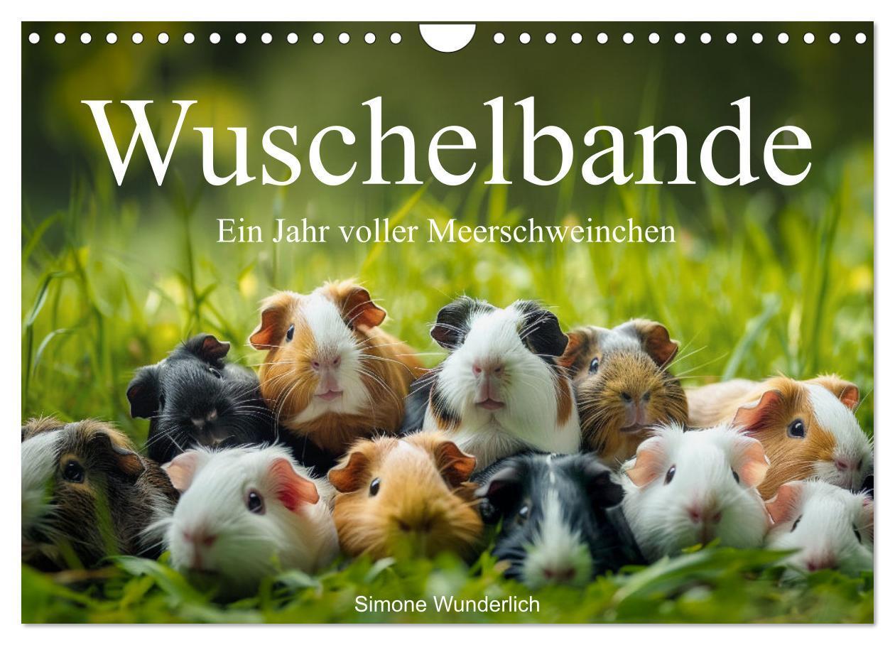 Cover: 9783383812255 | Wuschelbande - Ein Jahr voller Meerschweinchen (Wandkalender 2025...