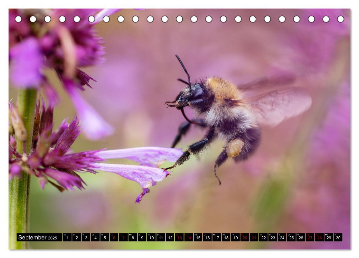 Bild: 9783383847516 | Hummeln - Flugaufnahmen eines faszinierenden Insekts (Tischkalender...