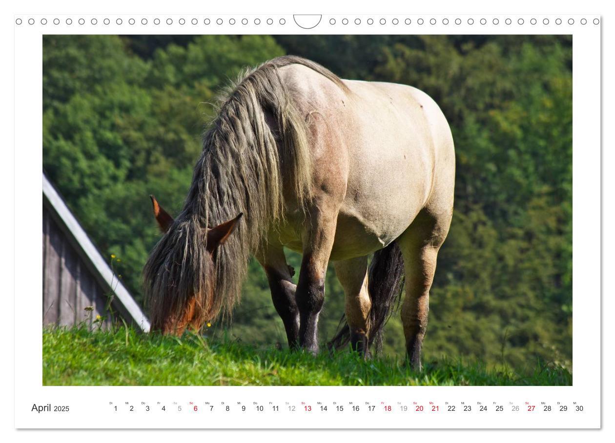 Bild: 9783435694525 | Der Pferdekalender (Wandkalender 2025 DIN A3 quer), CALVENDO...