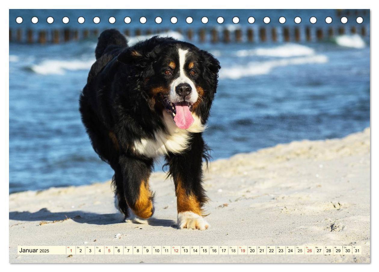 Bild: 9783435515783 | Berner Sennenhunde am Strand (Tischkalender 2025 DIN A5 quer),...