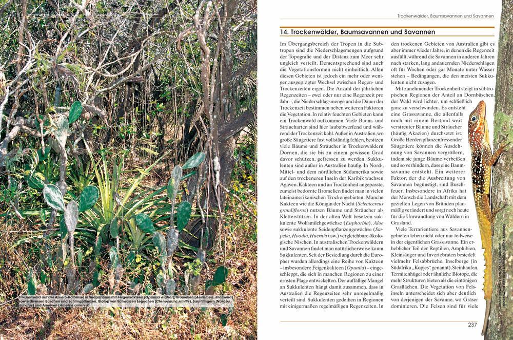 Bild: 9783866592230 | Pflanzen im Terrarium | Beat Akeret | Buch | Terrarien Bibliothek