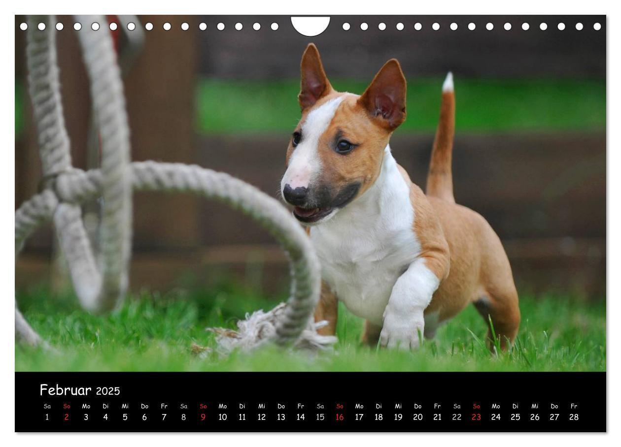 Bild: 9783435768844 | Bullterrier (Wandkalender 2025 DIN A4 quer), CALVENDO Monatskalender