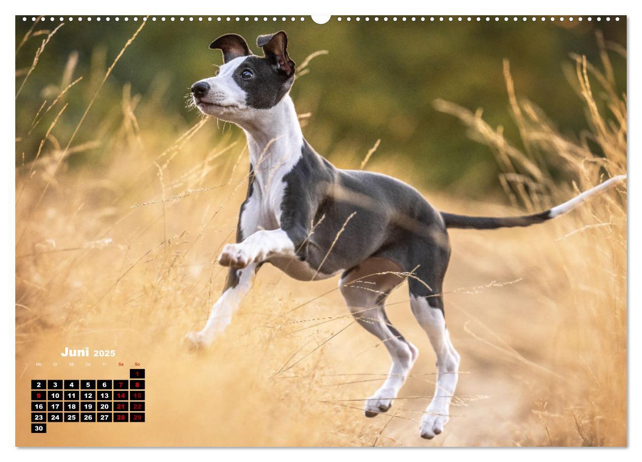 Bild: 9783383973673 | WHIPPETS - SCHNELL UND SCHÖN (Wandkalender 2025 DIN A2 quer),...