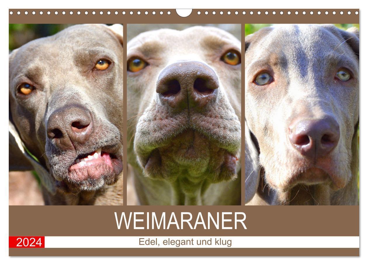 Cover: 9783675625907 | Weimaraner. Edel, elegant und klug (Wandkalender 2024 DIN A3 quer),...