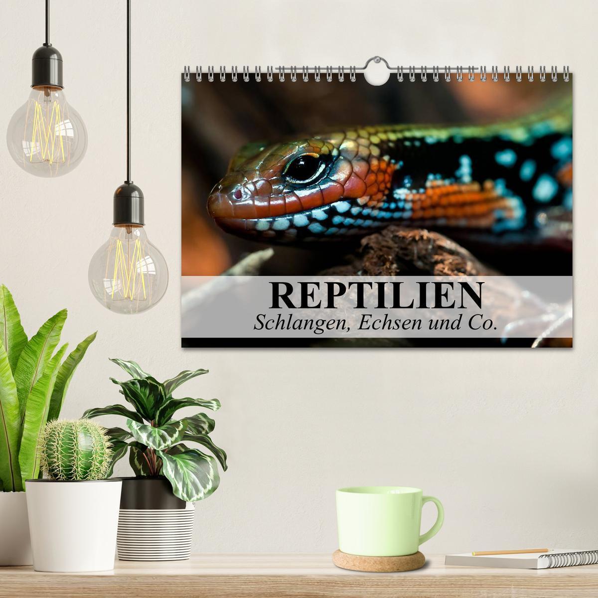 Bild: 9783435625727 | Reptilien Schlangen, Echsen und Co. (Wandkalender 2025 DIN A4...