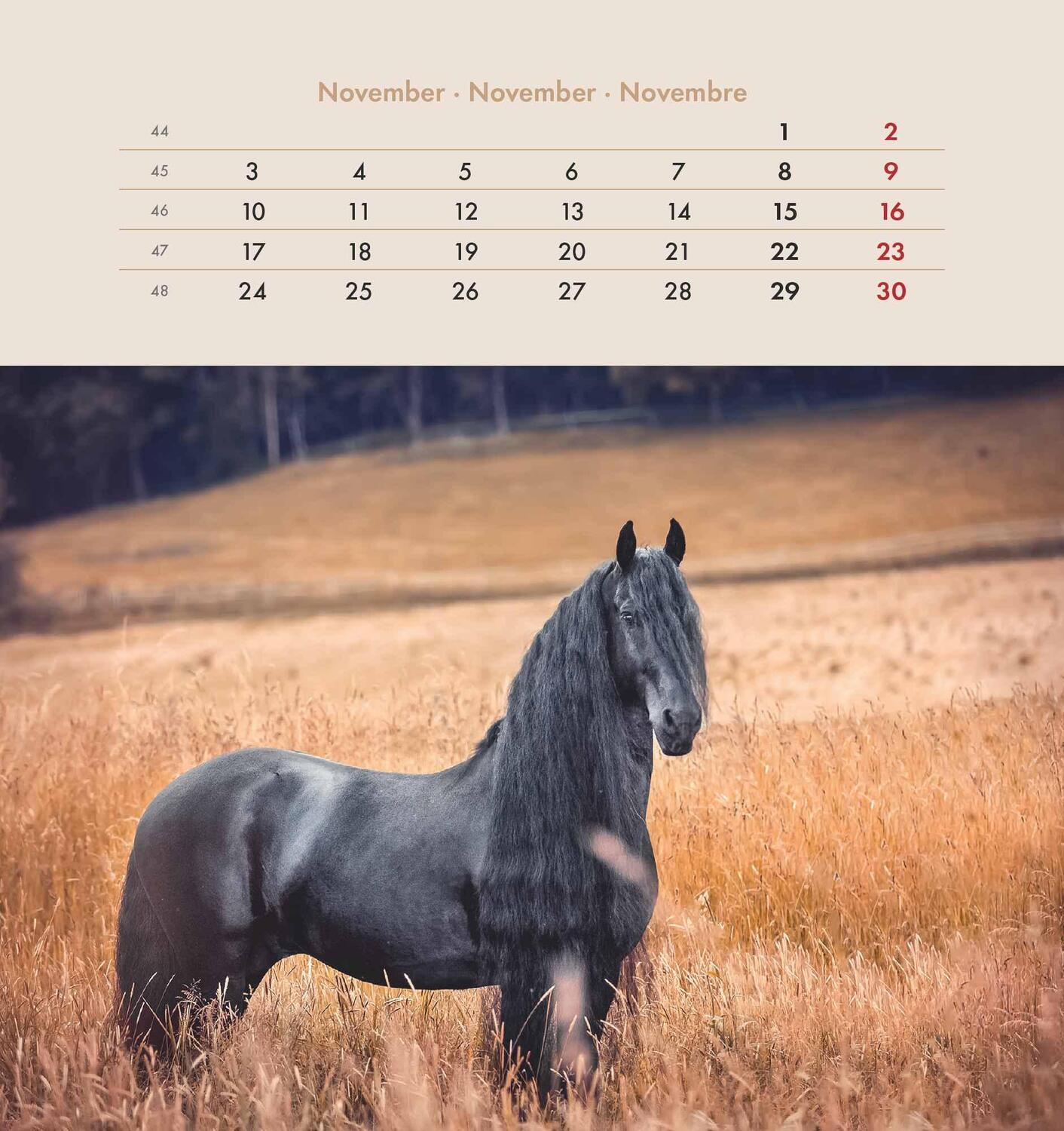 Bild: 4251732342302 | Pferde 2025 - Postkartenkalender 16x17 cm - Horses - zum Aufstellen...