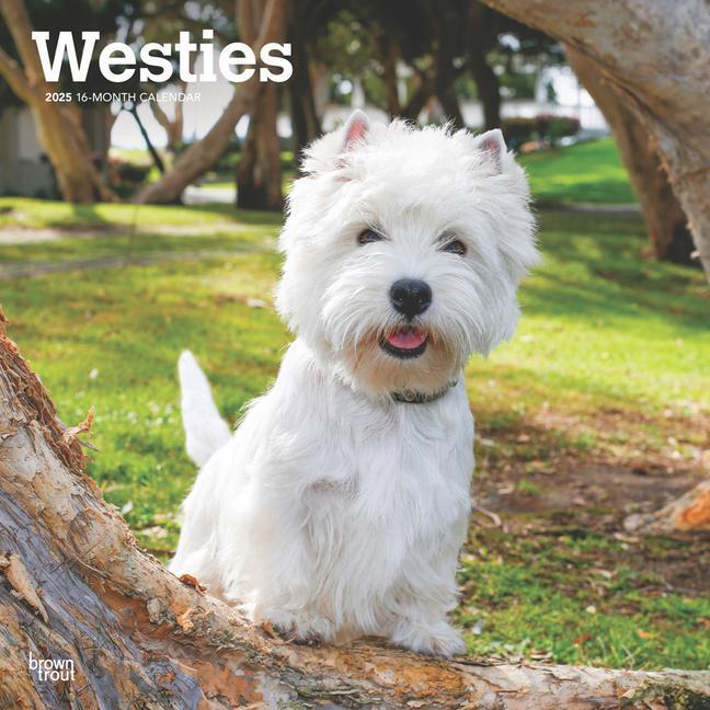 Cover: 9781975477974 | West Highland White Terriers 2025 12 X 24 Inch Monthly Square Wall...