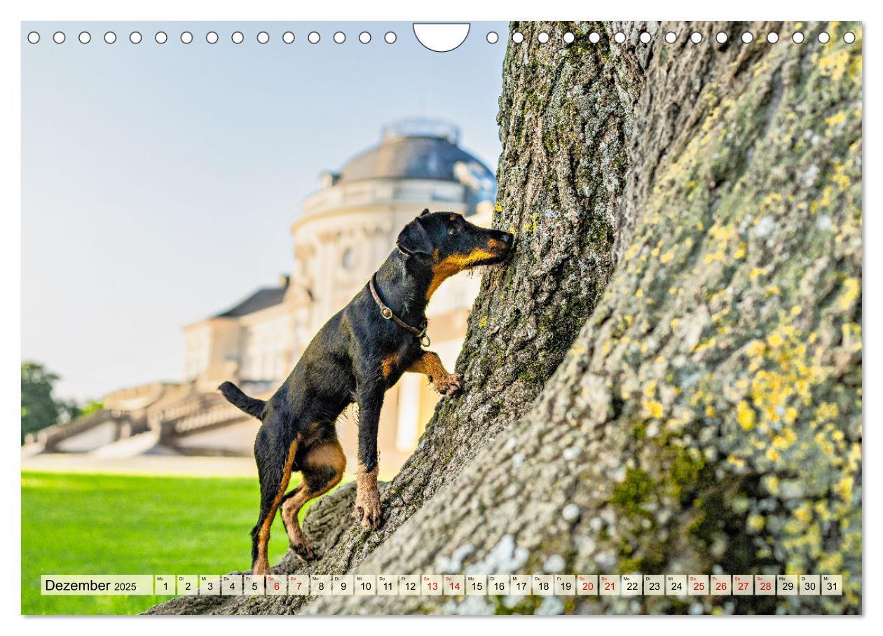 Bild: 9783457190043 | Deutscher Terrier - ein leidenschaftlicher Jäger (Wandkalender 2025...