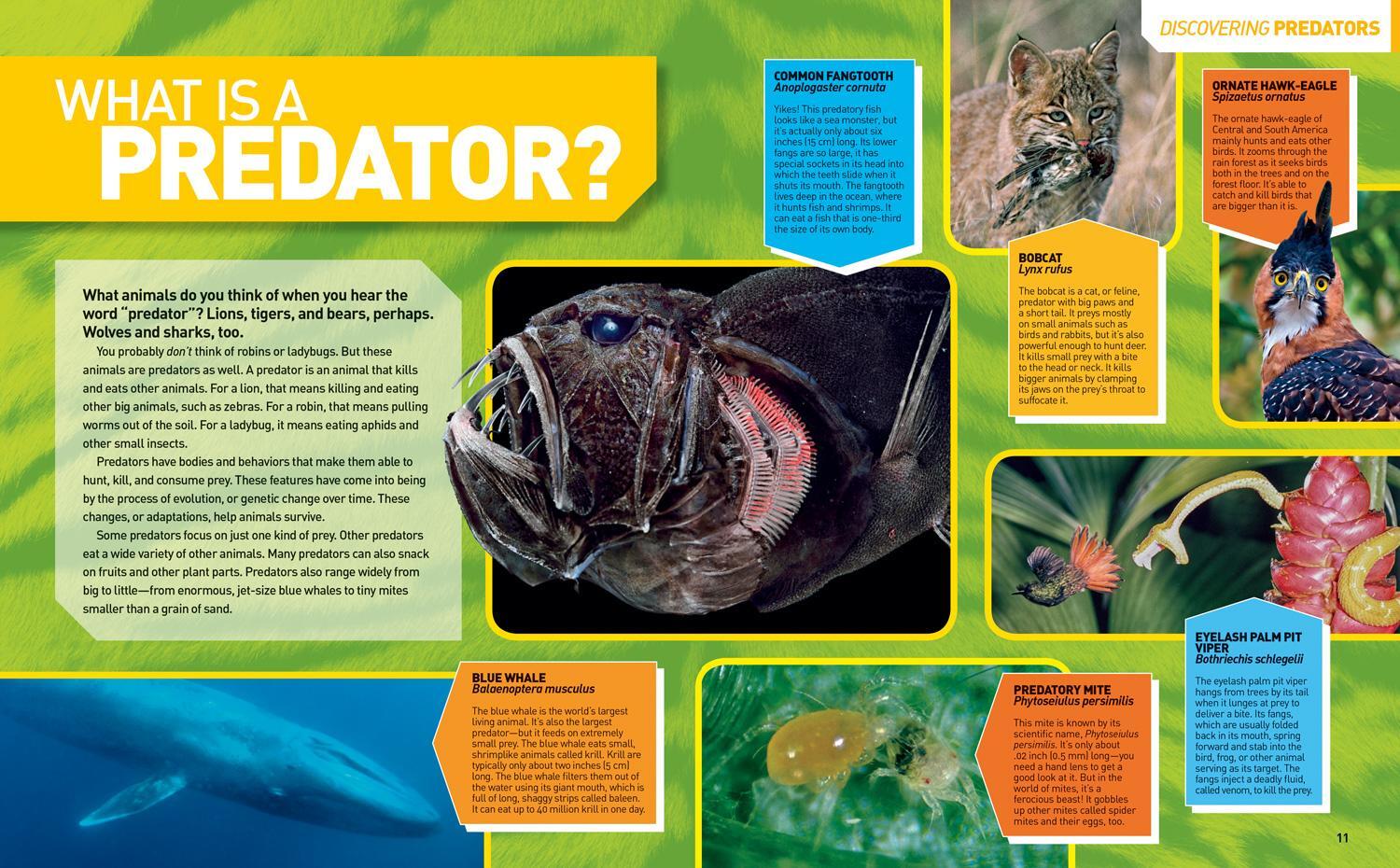 Bild: 9781426331787 | Ultimate Predatorpedia: The Most Complete Predator Reference Ever