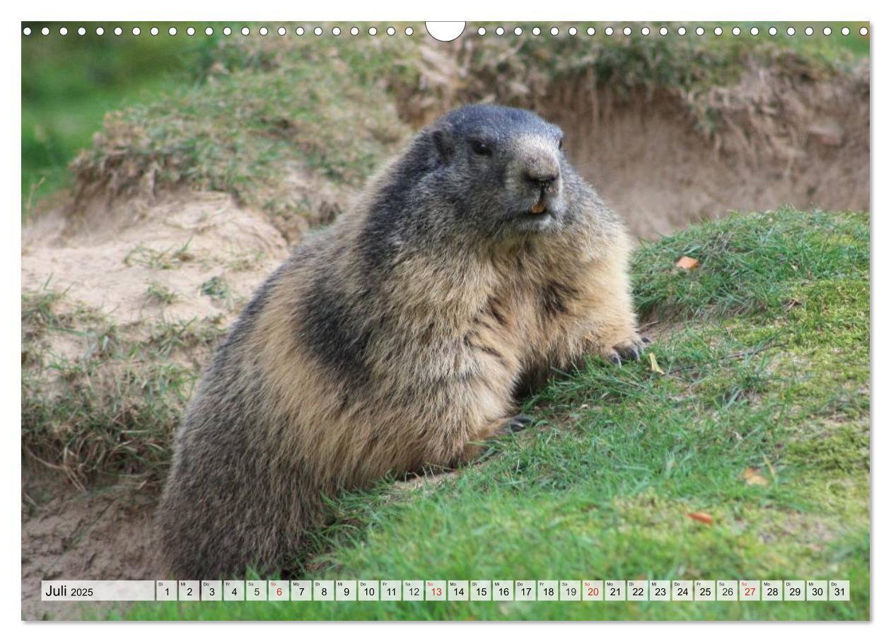 Bild: 9783435605927 | Wildtiere. Heimische Schönheiten (Wandkalender 2025 DIN A3 quer),...