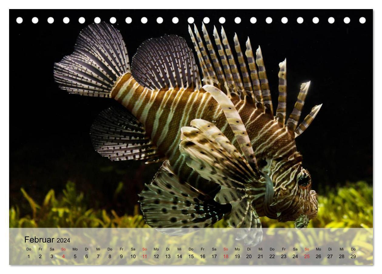 Bild: 9783383375095 | Knallbunte Wasserwelt. Die Welt der Fische (Tischkalender 2024 DIN...