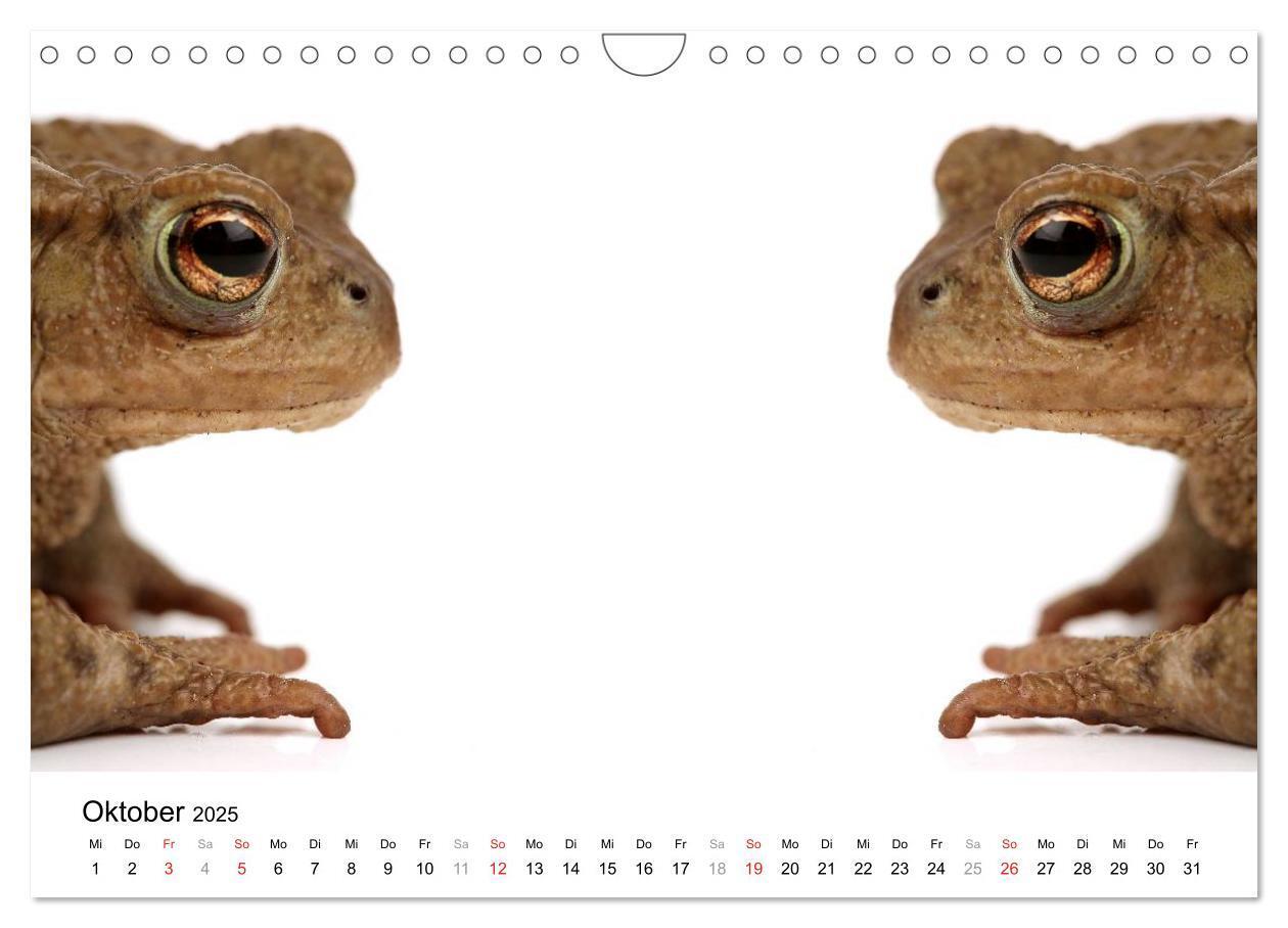 Bild: 9783435819423 | Der kleine Gecko und seine Freunde (Wandkalender 2025 DIN A4 quer),...