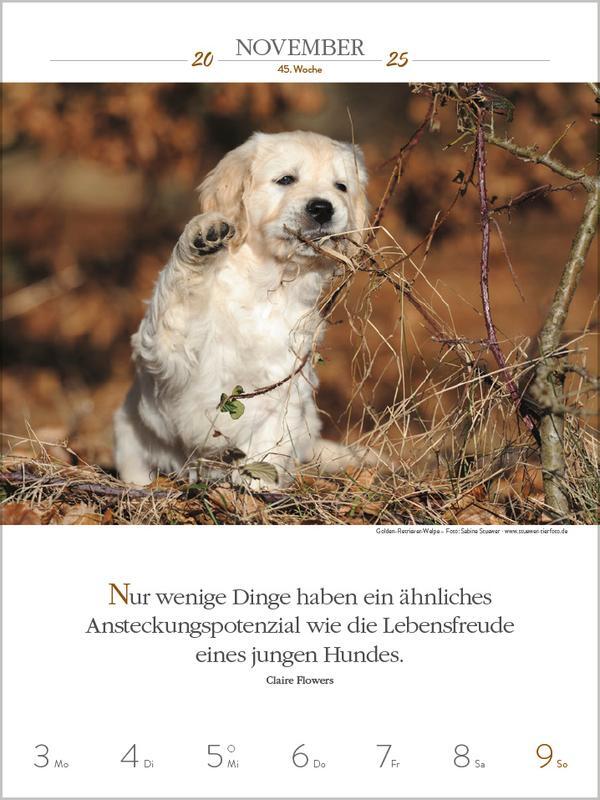 Bild: 9783731877271 | Literaturkalender Hunde 2025 | Verlag Korsch | Kalender | 54 S. | 2025