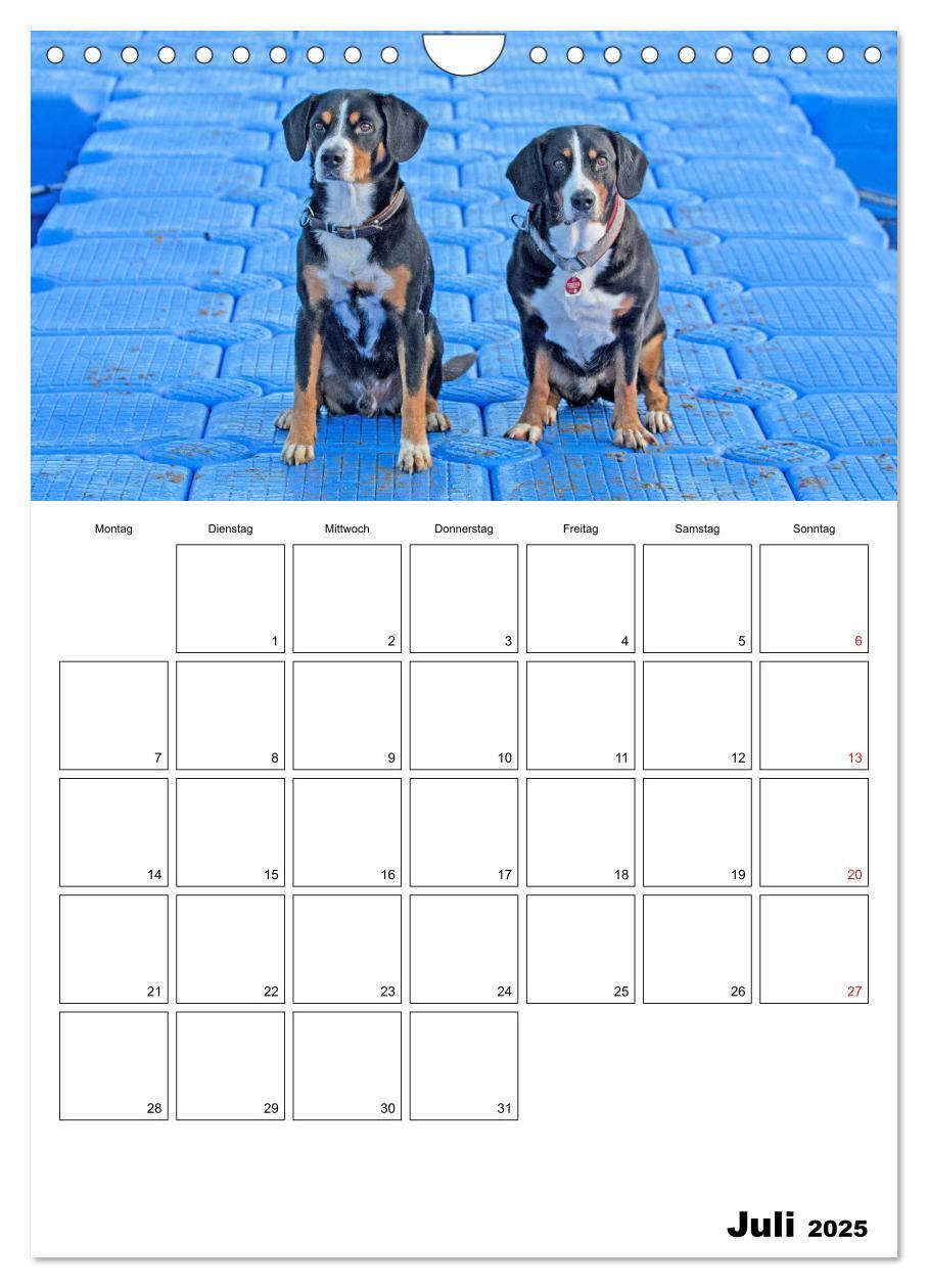 Bild: 9783457026694 | Entlebucher Sennenhunde begleiten Sie durch das Jahr (Wandkalender...