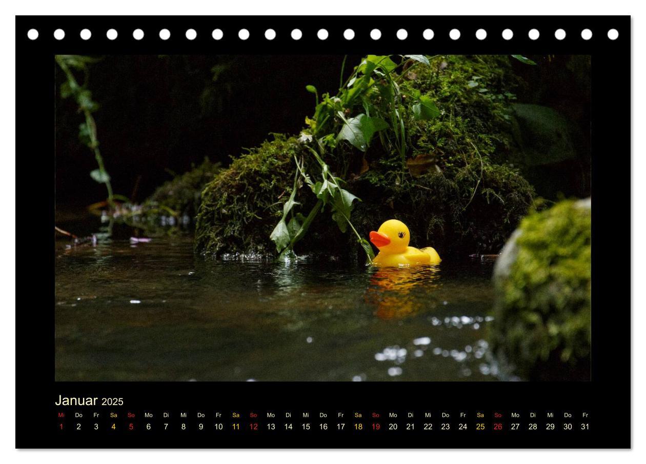 Bild: 9783435691005 | Enten-Rennen (Tischkalender 2025 DIN A5 quer), CALVENDO Monatskalender