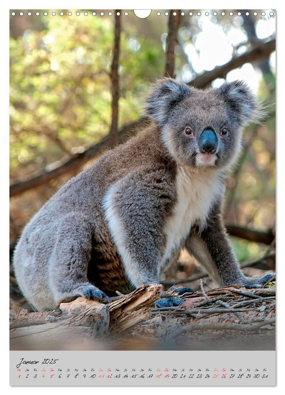 Bild: 9783435950249 | Koala, kleiner Bär (Wandkalender 2025 DIN A3 hoch), CALVENDO...