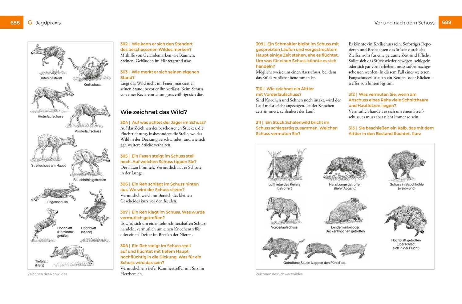 Bild: 9783967471519 | Vor und nach der Jägerprüfung | Herbert Krebs | Buch | BLV Jagdprüfung