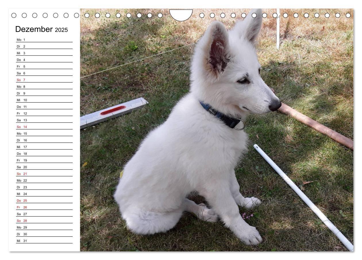 Bild: 9783435237982 | Berger Blanc Suisse - Weißer Schweizer Schäferhund (Wandkalender...