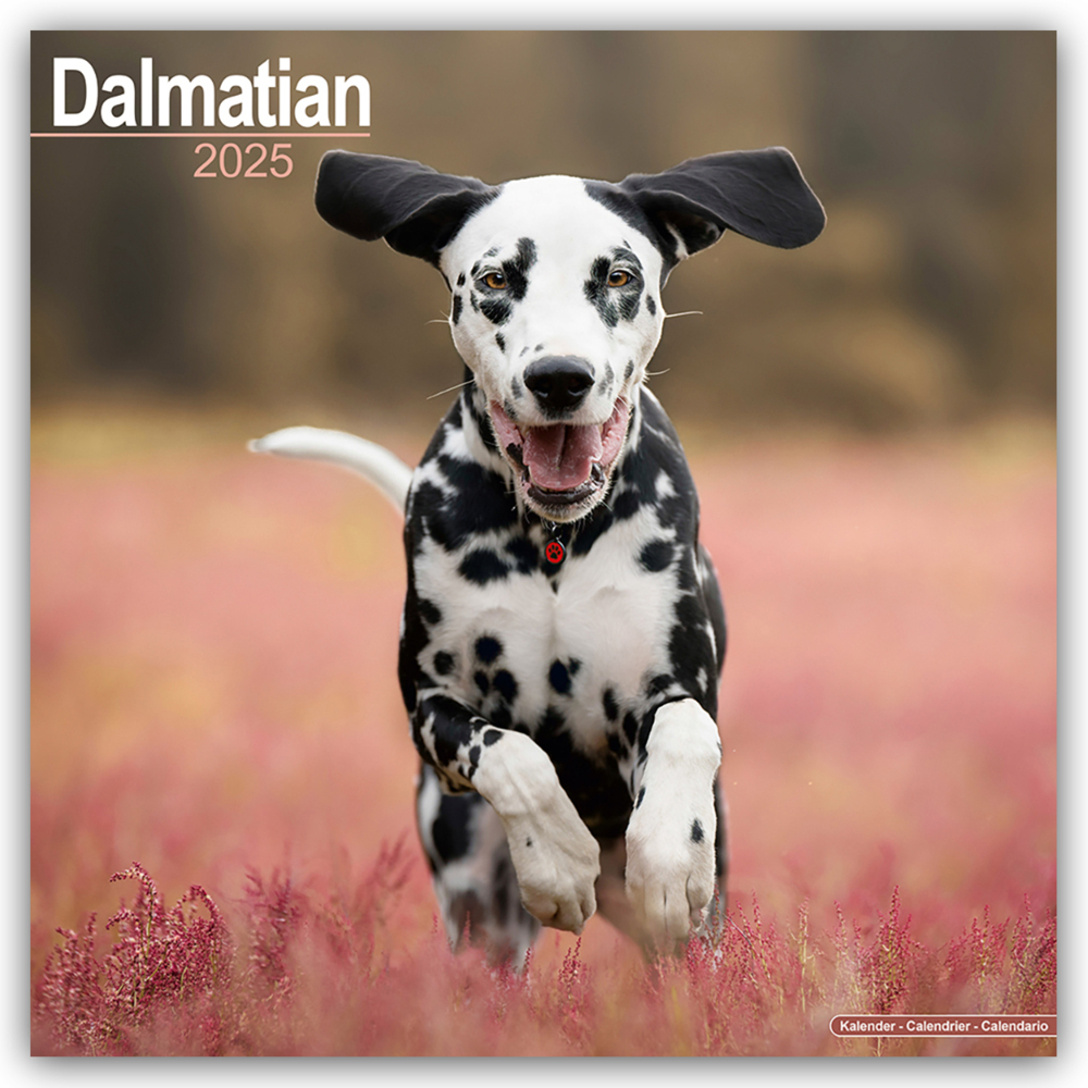 Cover: 9781804603369 | Dalmatian - Dalmatiner 2025 - 16-Monatskalender | Ltd. | Kalender