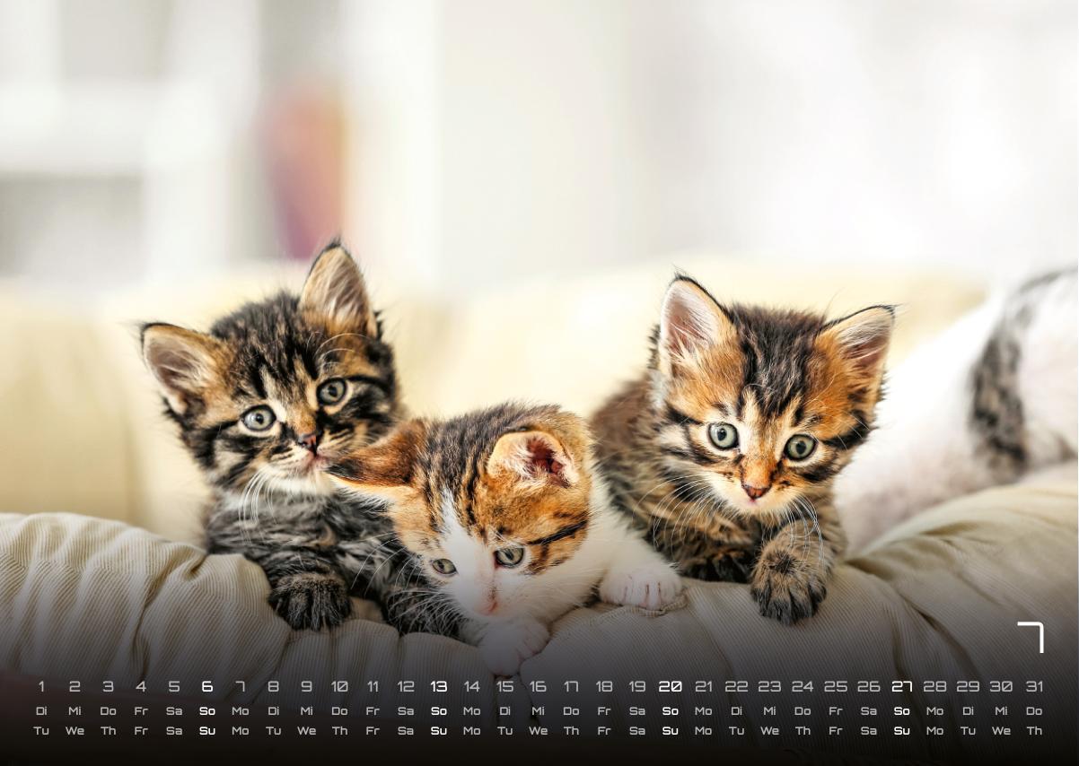 Bild: 9783986733889 | Miau Kids - kleine Tiger ganz groß - Der Katzenkalender - 2025 -...