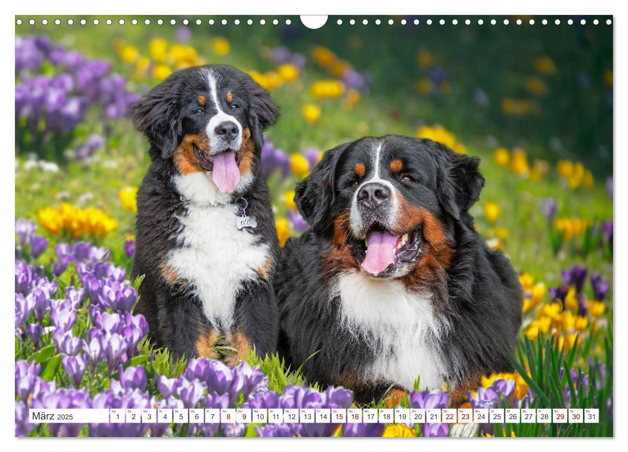 Bild: 9783383847561 | Berner Sennenhund - Ein Freund auf vier Pfoten (Wandkalender 2025...