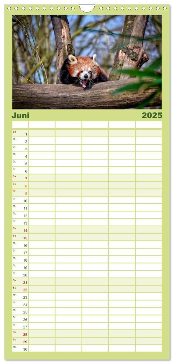 Bild: 9783457117071 | Familienplaner 2025 - Kleiner Panda mit 5 Spalten (Wandkalender, 21...