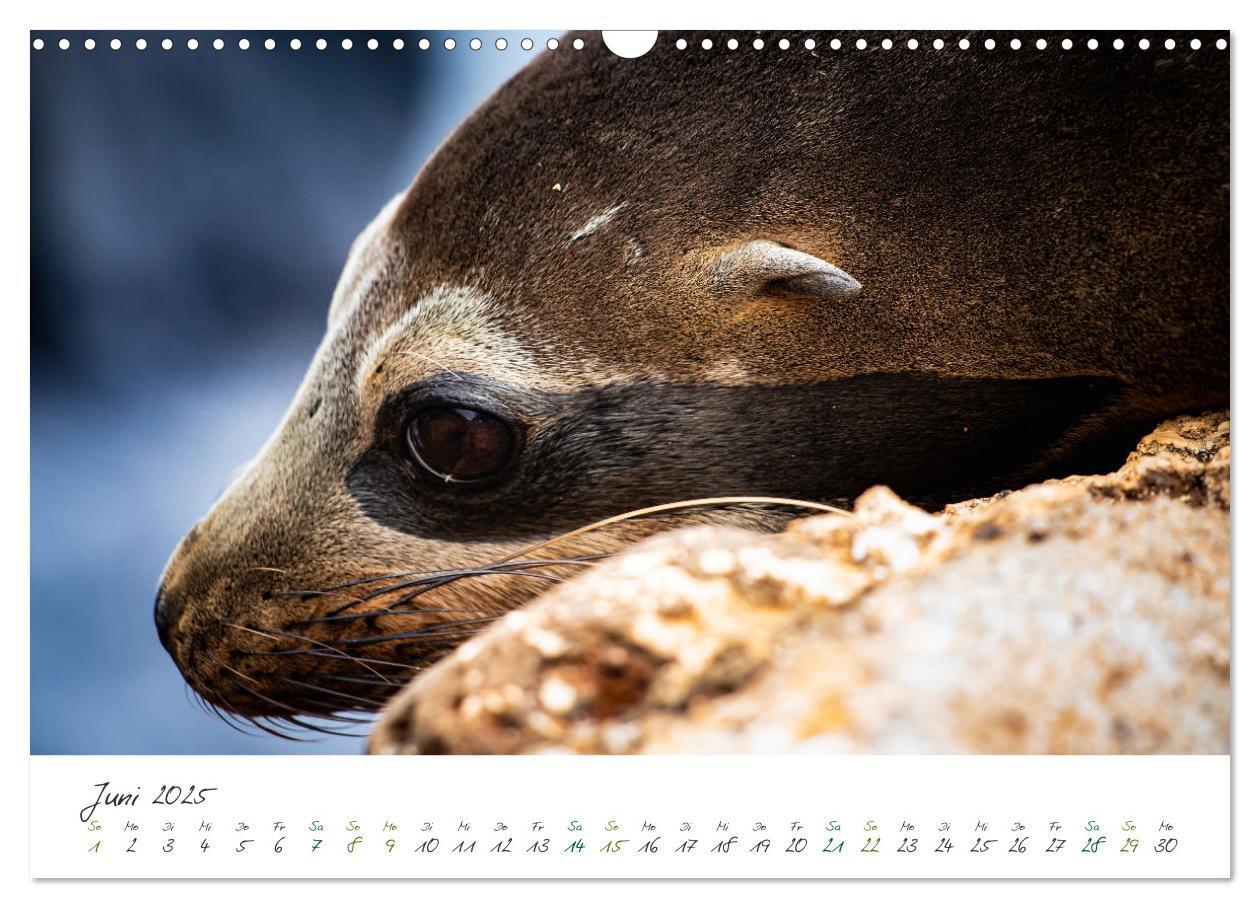 Bild: 9783383882302 | Wildes Galapagos - Die Tiere der Galapagos Inseln (Wandkalender...