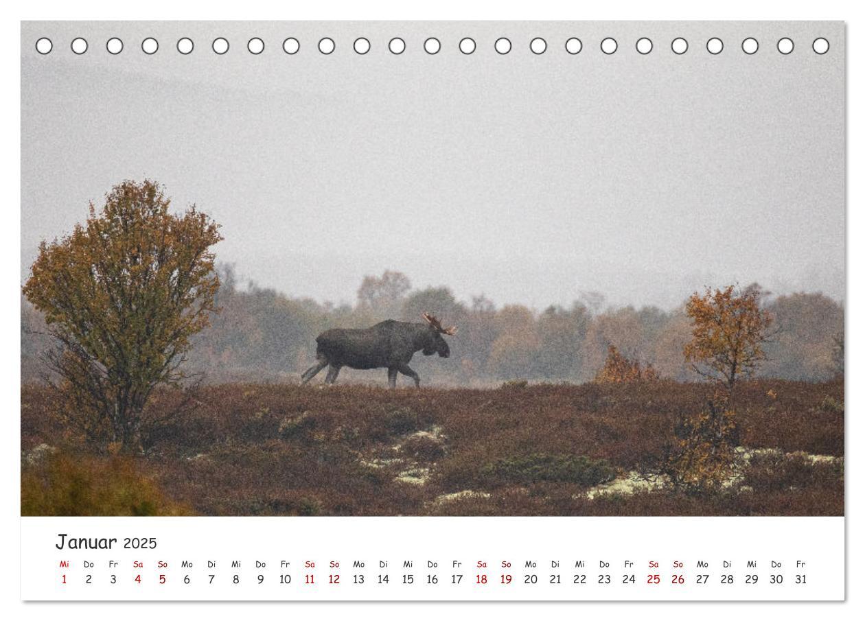 Bild: 9783383947124 | Der Elch - König der skandinavischen Wälder (Tischkalender 2025 DIN...