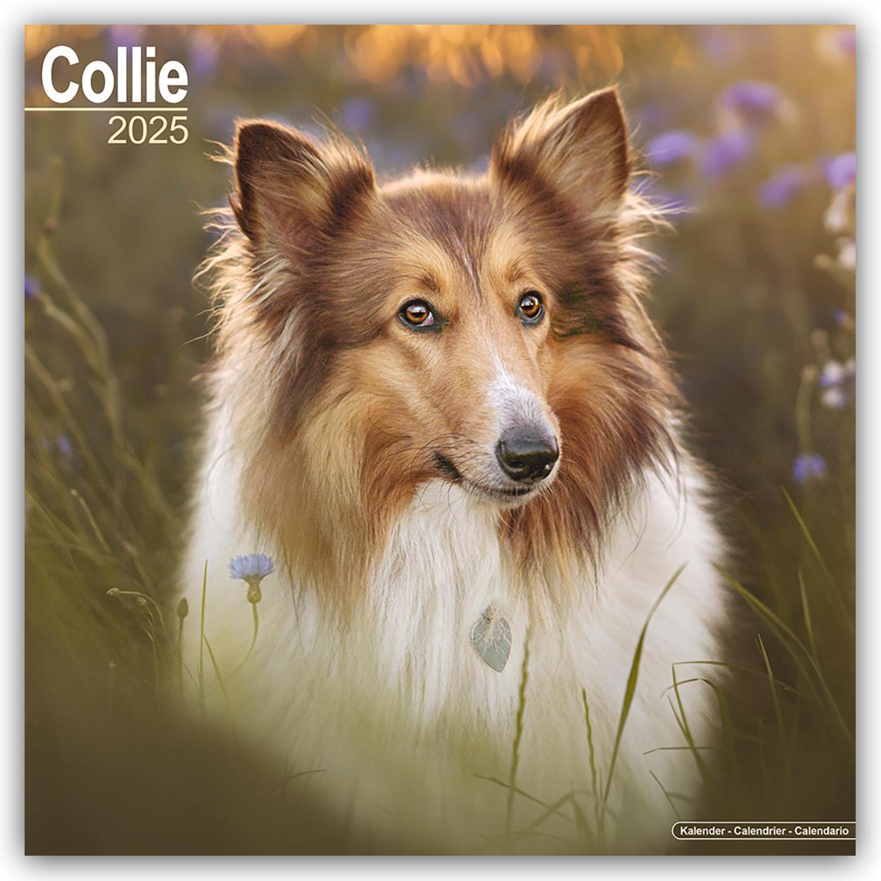 Cover: 9781804603314 | Collie 2025 - 16-Monatskalender | Avonside Publishing Ltd | Kalender