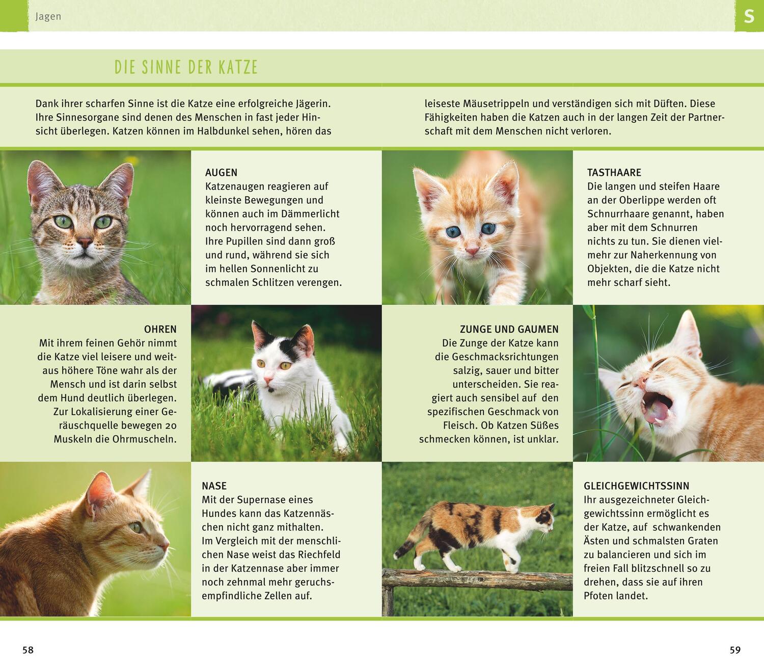 Bild: 9783833852152 | 300 Fragen zum Katzenverhalten | Experten-Tipps aus der Praxis | Buch