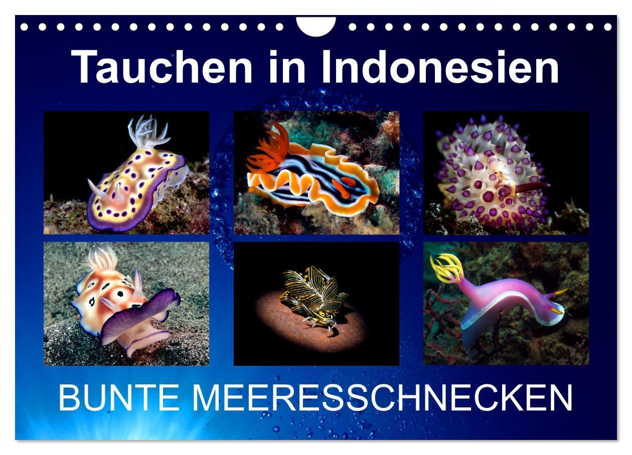 Cover: 9783675726468 | Tauchen in Indonesien - BUNTE MEERESSCHNECKEN (Wandkalender 2024...