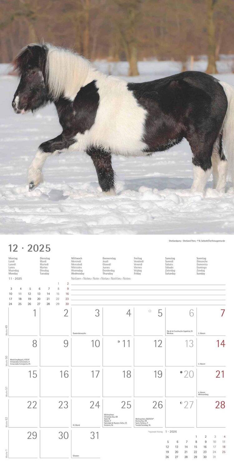 Bild: 4251732343040 | Ponys 2025 - Broschürenkalender 30x30 cm (30x60 geöffnet) -...