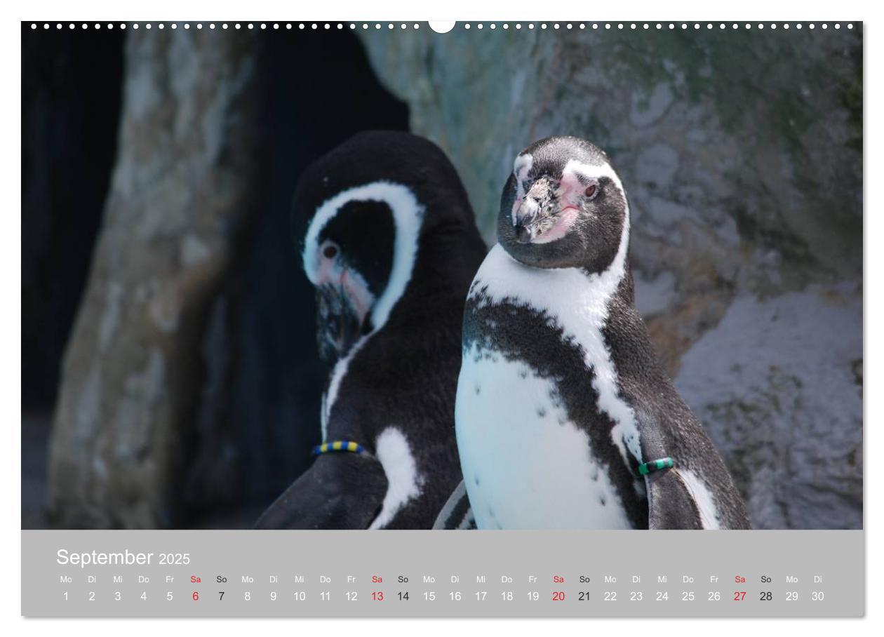 Bild: 9783435789603 | Pinguine 2025 (Wandkalender 2025 DIN A2 quer), CALVENDO Monatskalender