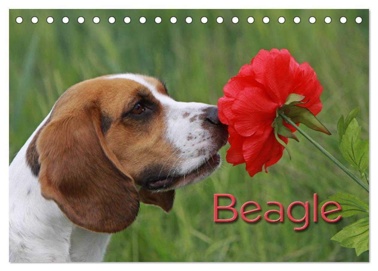 Cover: 9783675477506 | Beagle (Tischkalender 2024 DIN A5 quer), CALVENDO Monatskalender